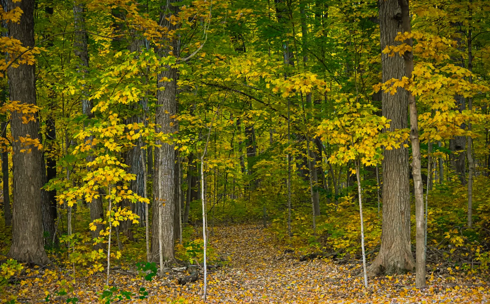 Autumn forest path in Northville, Michigan