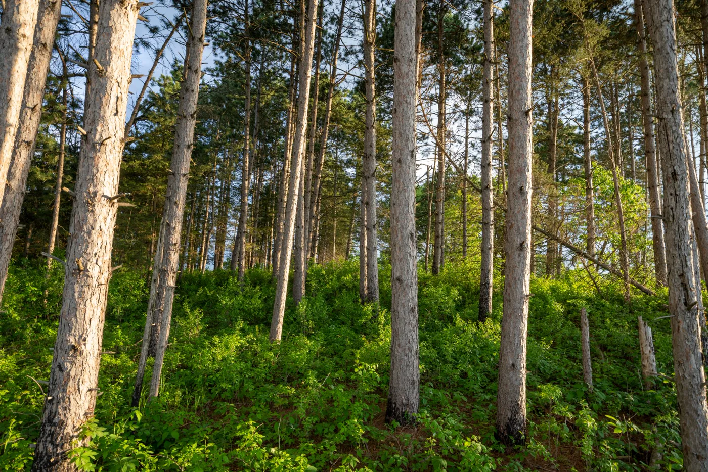 Sunlit summer forest
